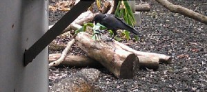 Hawaiian Crow playing with enrichment